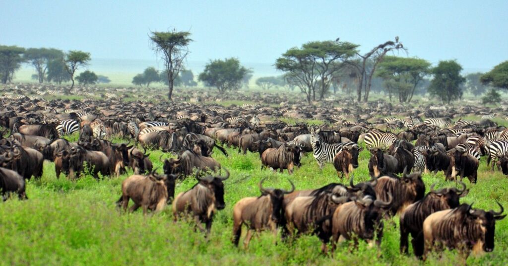 Serengeti migration, Tanzania