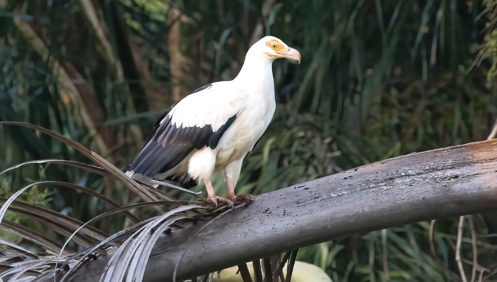 Palmnut Vulture at Clanstall