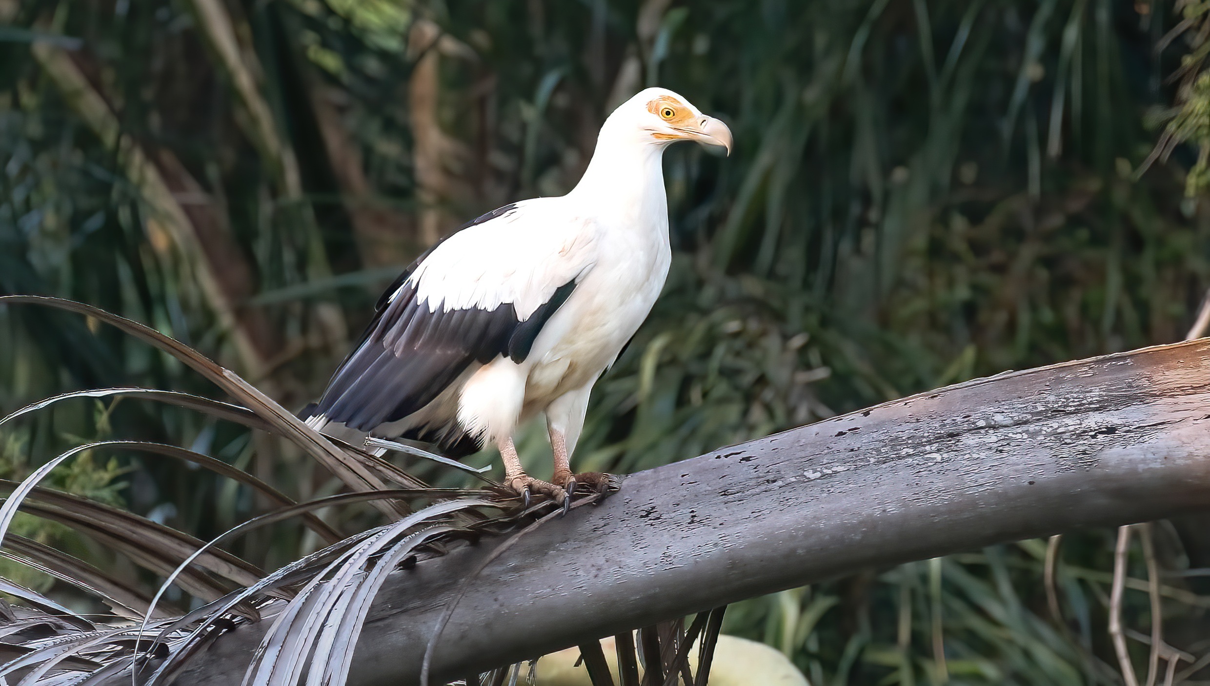 Palmnut Vulture at Clanstall