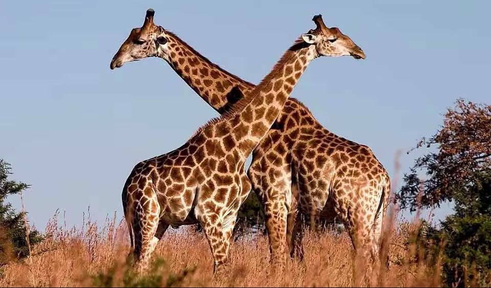 Giraffe