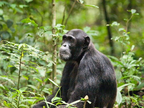 Gorilla in Uganda
