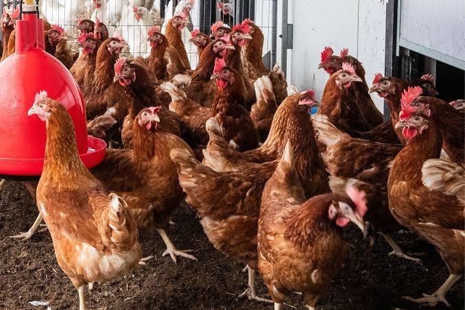 Highly Pathogenic Avian Influenza