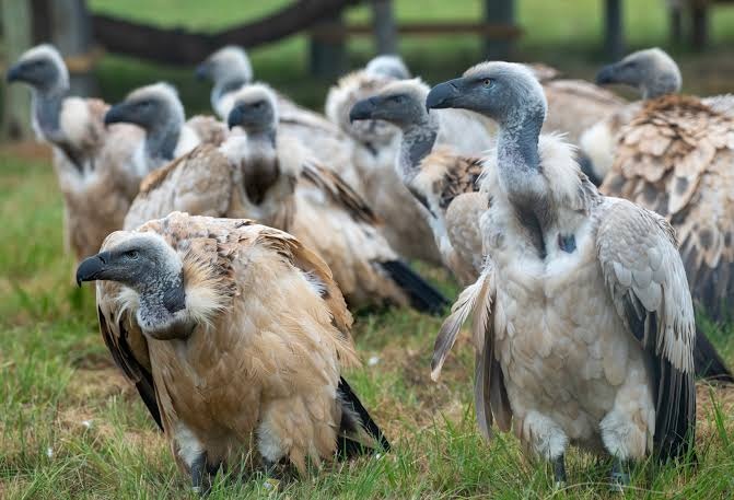 Cape Vulture
